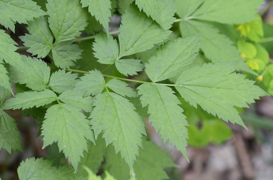 Actaea spicata / Barba di capra